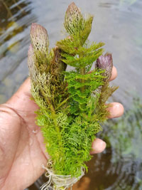 Limnophila indica